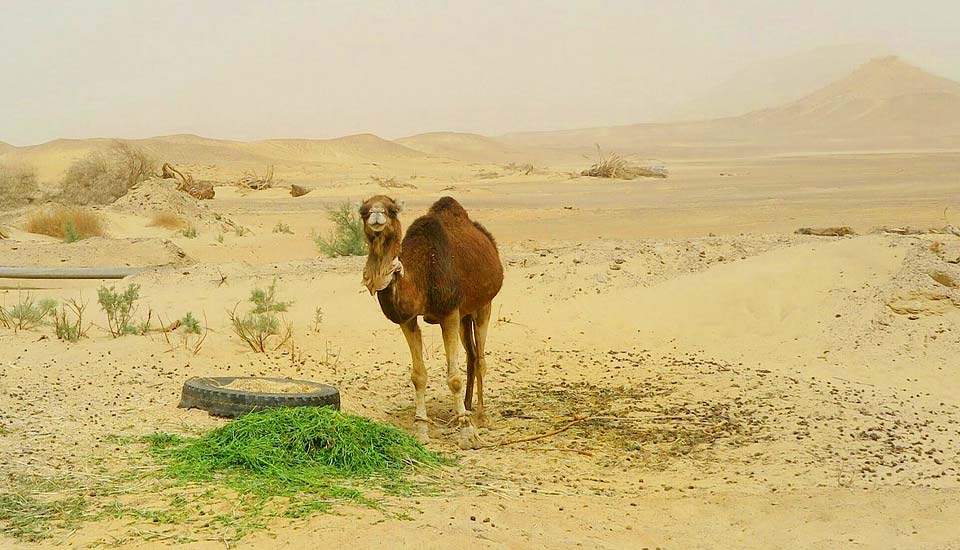 Bahariya Oasis